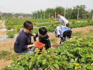 嵩明樱桃红 游园趣味浓和记ag平台(图1)